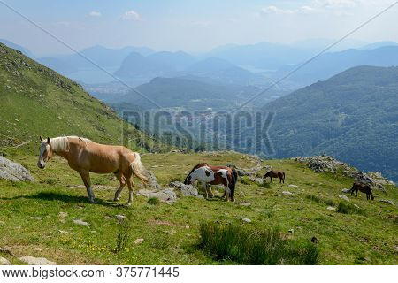 Grazing Horses At A Farm On Capriasca Valley Over Lugano In Switzerland