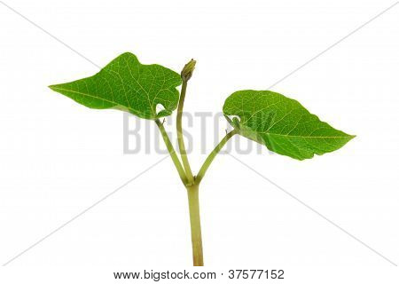 Genç runner bean fide