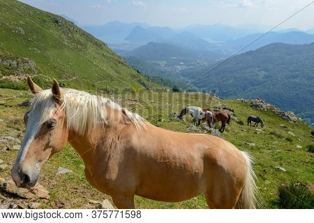 Grazing Horses At A Farm On Capriasca Valley Over Lugano In Switzerland