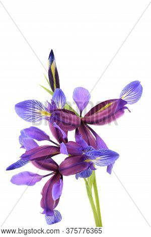 Purple Flower Of Iris Graminea Isolated On White Background. High Resolution Photo. Full Depth Of Fi