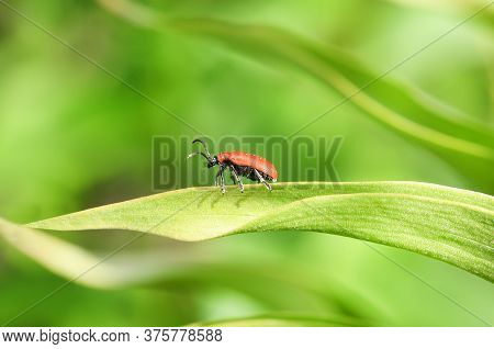 Scarlet Lily Beetle (lilioceris Lilii) On Damaged Leaf. High Resolution Photo. Full Depth Of Field.