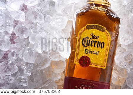 Bottle Of Tequila Jose Cuervo In Crushed Ice