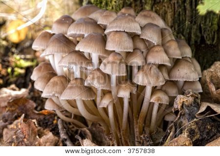 Velká skupina hub (Collybia Confluens)