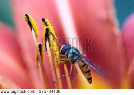 Closeup View Of A Hoverfly - Family Syrphidae