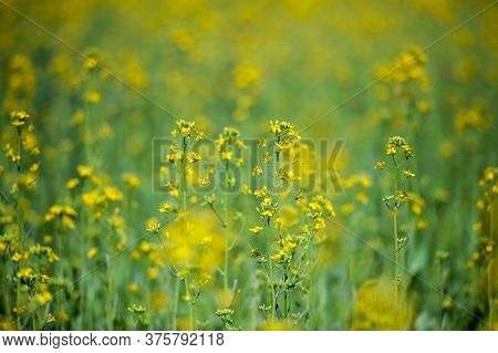 Detail Of Flowering Rapeseed Field, Canola Or Colza (brassica Napus)/ Plant For Green Energy And Oil