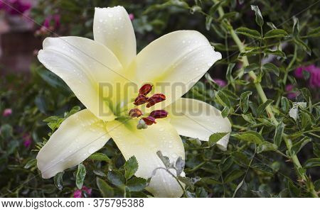 Lilies Are Blooming. Garden Flowers, Yellow Lily, Royal Flower. Rural Life. Summer Beauties Of The G