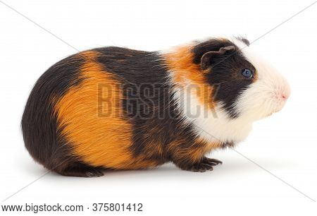 Guinea Pig Isolated On White Background. Funny, Guineapig.