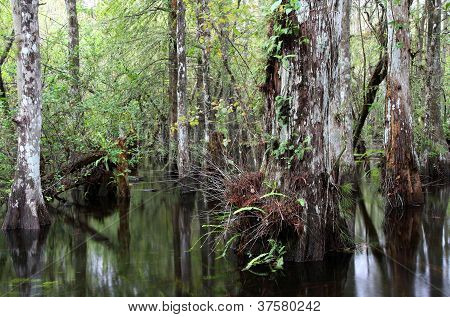 Cypress Swamp