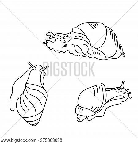 Set Of Cute Sneils, Three View Of Mollusc, Outline Vector Illustration For Design And Creativity