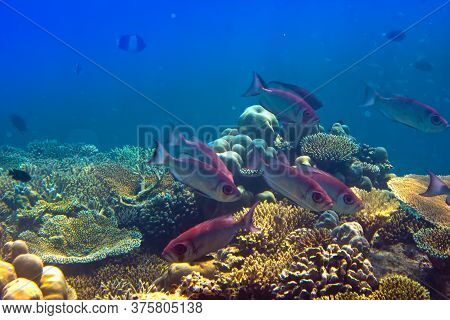 Fishes In Corals. Maldives. Indian Ocean. On A Sunny Day