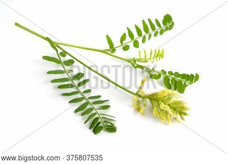 Astragalus Glycyphyllos Or Liquorice Milkvetch, Wild Liquorice, Wild Licorice. Isolated