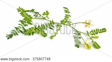 Astragalus Glycyphyllos Or Liquorice Milkvetch, Wild Liquorice, Wild Licorice. Isolated