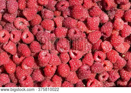 Macro Photo Of Fresh Raspberries. Background Patern Of Sweet Red Raspberries.