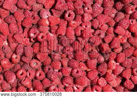 Macro Photo Of Fresh Raspberries. Background Patern Of Sweet Red Raspberries.