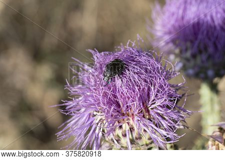 Photo Of Mediterranean Spotted Chafer Beetle On Flower.