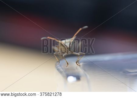 Macro Shot Of The Latin Name Anasa Tristis Beetle. Insect At Home. Macro Shooting.