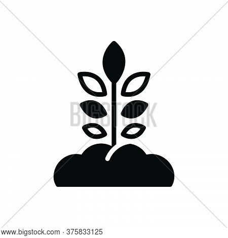 Black Solid Icon For Origination Grow Tree Soil Nature Agriculture