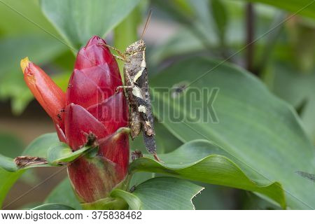 Grasshopper Perched On Costus Speciosus Red Flowers.