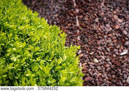 Closeup Shot To A Sperical Bush With A Red Rocky Texture In Background