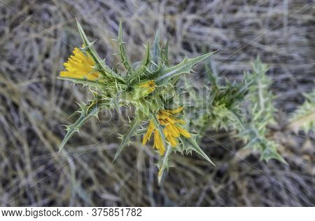 A Spanish Golden-thistle Showing Its Yellow Flowers And Thorny Leaves On A Summer Morning Near Jerus