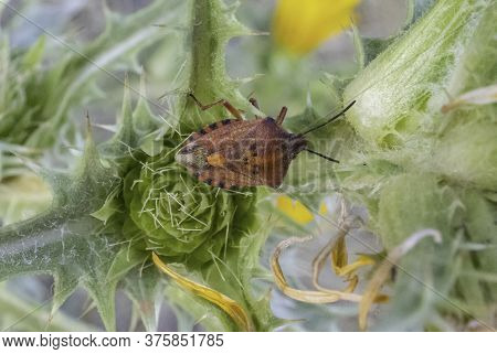 A Red Shield Bug On A Dry Spanish Golden Thistle Flower Near Jerusalem, Israel
