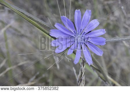 A Light Blue Dwarf Chicory Flower In Full Bloom In The Judea Mountains Near Jerusalem, Israel