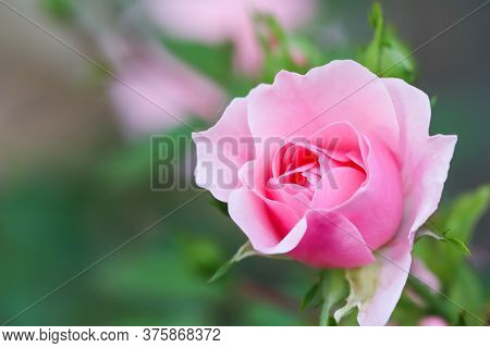Soft Pink Rose Bonica With Buds In The Garden. Perfect For Background Of Greeting Cards For Birthday
