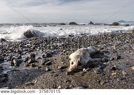 Strong Emotional Image Of A Dead Baby Seal
