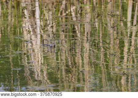 A Frog On The Surface Of A Pond Among Reeds. The Frog Can See The Head, Eyes And Has Inflated Bags.