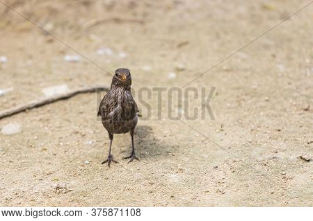 A Young Female Blackbird Is On The Ground Looking Around.