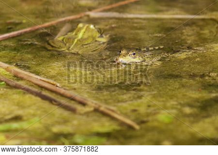 Bufo Bufo - The Toad Is Heated On The Surface Of The Reservoir. There's A Reflection In The Water.