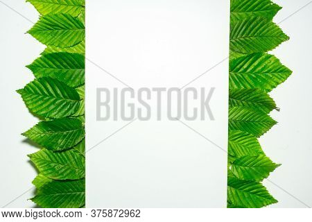 Creative Layout Made Of Hophorn Ironwood Green Leaves. Flat Lay. Nature Background