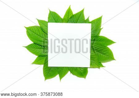 Creative Layout Made Of Hophorn Ironwood Green Leaves. Flat Lay. Nature Background