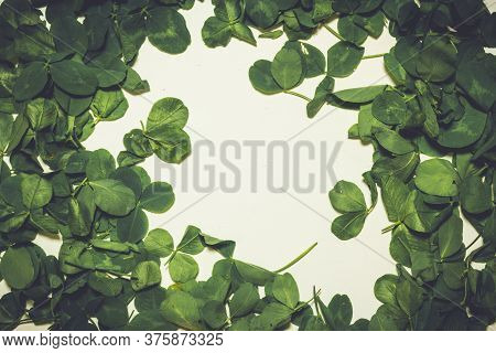 Creative Layout Made Of Clover Green Leaves. Flat Lay. Nature Background