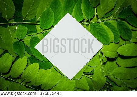 Creative Layout Made Of Acacia Green Leaves. Flat Lay. Nature Background