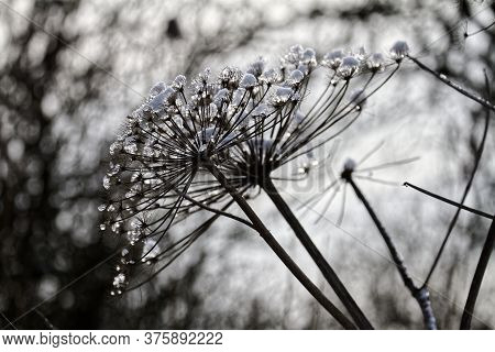 Snow-covered Perennial Plant, Dark Scene, Frosty Hogweed Flowers In Winter With Selective Focus. Res