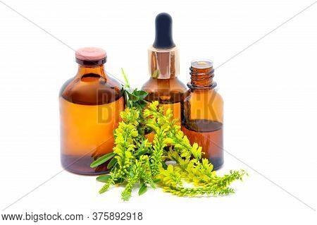 Melilotus Officinalis, Known As Yellow Sweet Clover, Yellow Melilot, Ribbed Melilot, Common Melilot 