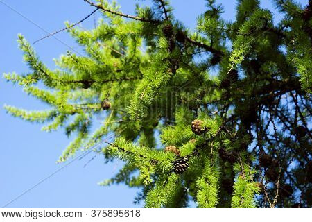 Larch Branches With Cones Lit By The Sun Against A Blue Sky. Copy Space
