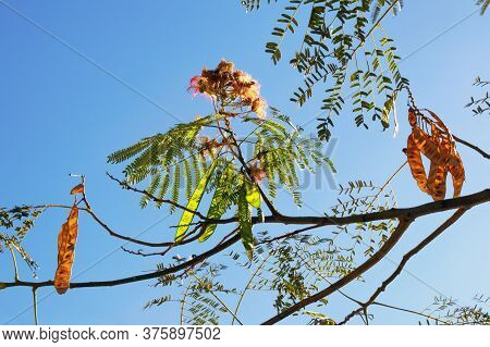 Autumn. Branch Of Albizia Julibrissin Tree ( Persian Silk Tree Or Pink Silk Tree) -   Foliage, Flowe