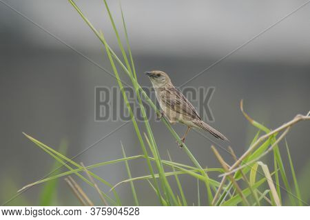 A wild bird on the long grass at wetland .