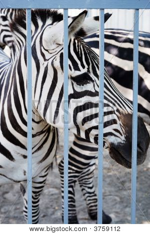 Zebra na pozadí modré bary, prokládané půl čenich, detail