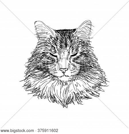 Hand Drawn Portrait Of Maine Coon Cat In Sketch Style. Vector Illustration Isolated On White