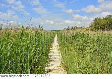 A Wooden Boardwalk In The Wetlands Of Isola Della Cona In Friuli-venezia Giulia, North East Italy
