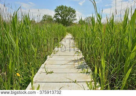 A Wooden Boardwalk In The Wetlands Of Isola Della Cona In Friuli-venezia Giulia, North East Italy