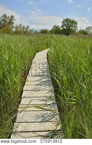 A Wooden Boardwalk In The Wetlands Of Isola Della Cona In Friuli-venezia Giulia, North East Italy