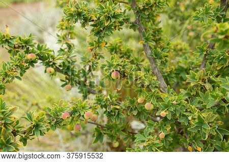 Shrub Of A Calafate Plant Native To Argentina