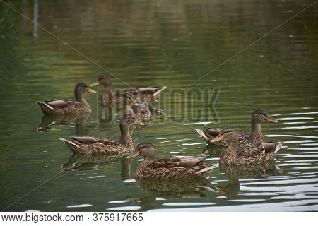 Flock Of Ducks Swimming In The Lake, Family, Spring, Reflections, Brown, Tranquility