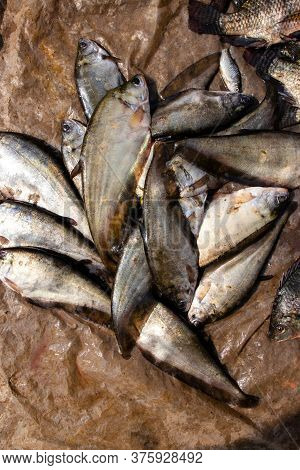 Heap Of Bronze Featherback Fish In An Indian Market For Selling