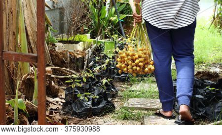 Asian Woman Is Taking Care Of Expensive Fresh Fruit Date Palm Tree In The Garden.