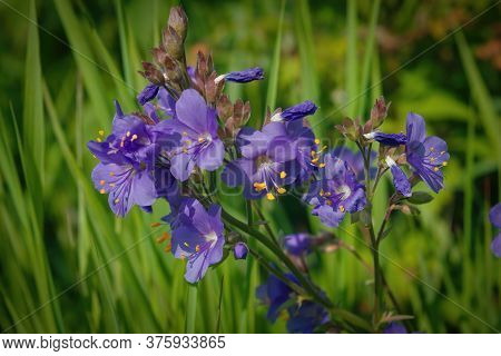 Valerian Greek. The Latin Name Is Polemonium Coeruleum. A Plant With A Calming And Analgesic Effect.